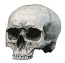 Human Skull, Markus Mayer, Crâne