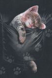 Chaton Poche